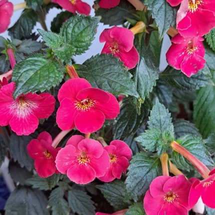 Achimenes xA Dor
