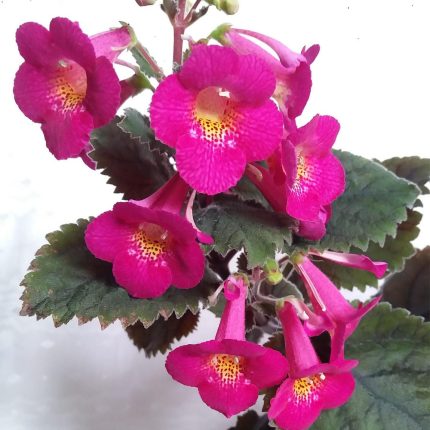 Achimenes MM's Janli