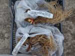Irisi sibirica si ensata-prezentare