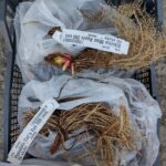 Irisi sibirica si ensata-prezentare