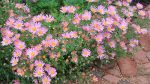 CHRYSANTHEMUM CLARA CURTIS