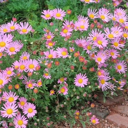 CHRYSANTHEMUM CLARA CURTIS