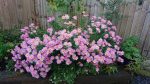 CHRYSANTHEMUM CLARA CURTIS