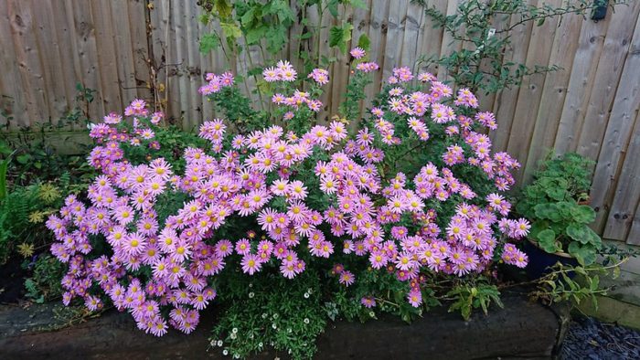 CHRYSANTHEMUM CLARA CURTIS