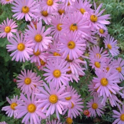 CHRYSANTHEMUM CLARA CURTIS