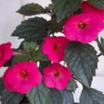 Achimenes Firefly