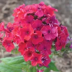 PHLOX FLAME PRO CERISE PAN.
