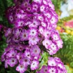 PHLOX PANICULATA FLAME PURPLE EYE