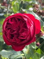 trandafir Red-Eden-rose
