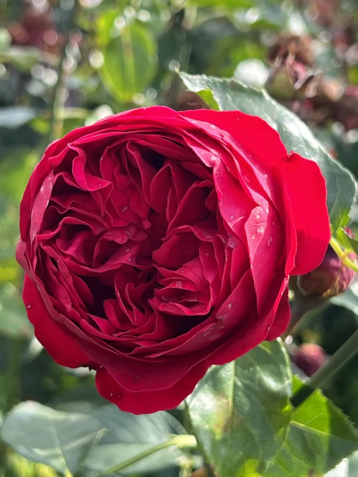 trandafir Red-Eden-rose