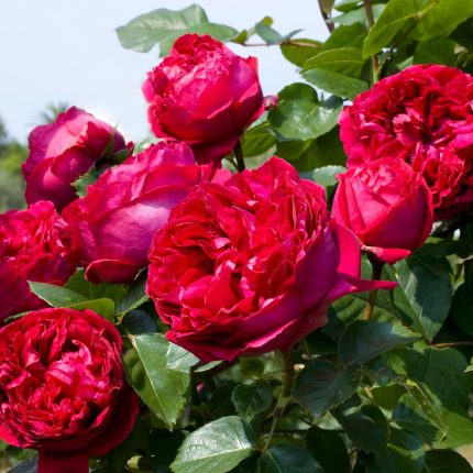 Trandafir Red Eden Rose