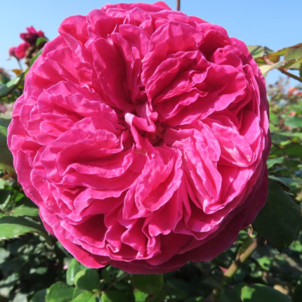 Trandafir Freifrau Caroline