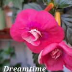 Achimenes Dreamtime