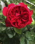 trandafir red eden rose