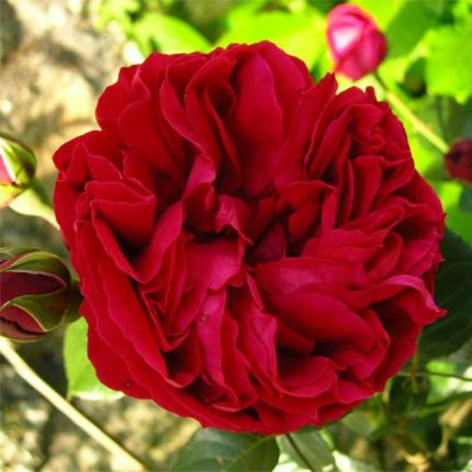 Trandafir red-eden-rose