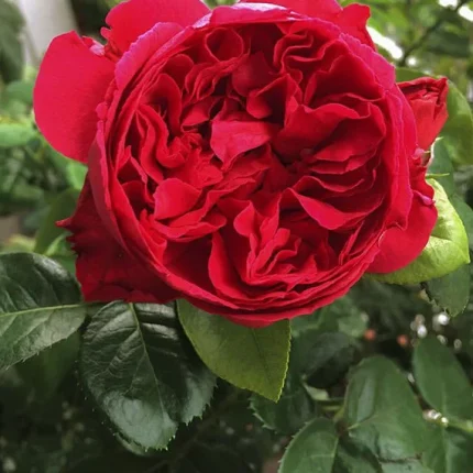 trandafir red eden rose