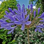 Bulbi Agapanthus Donau (Crin African)
