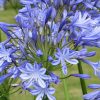 Bulbi Agapanthus Donau (Crin African)