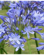 Bulbi Agapanthus Donau (Crin African)