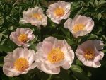 Bujor Apricot Whisper