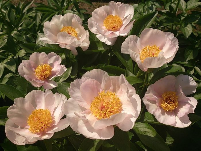 Bujor Apricot Whisper
