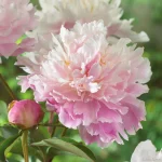 Bujor Catherine Fonteyn