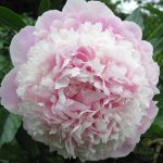 Bujor Cornelia Shaylor