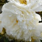 Bujor Fringed Ivory