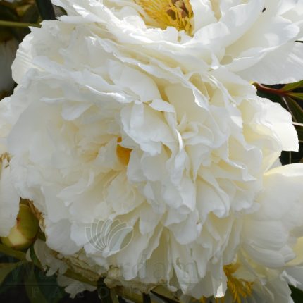 Bujor Fringed Ivory