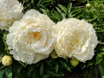 Bujor Fringed Ivory