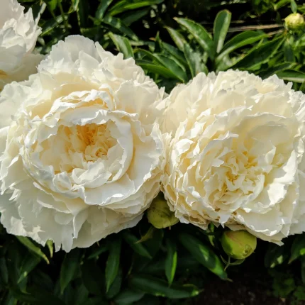 Bujor Fringed Ivory