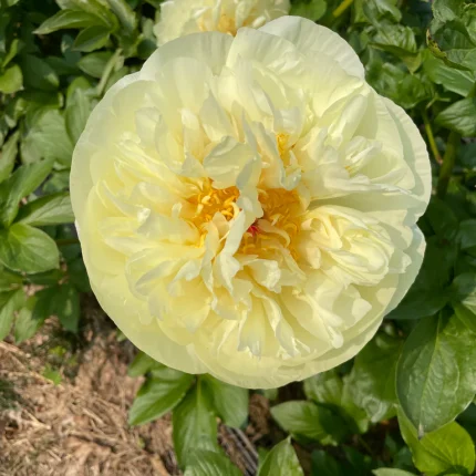 Bujor Lemon Chiffon