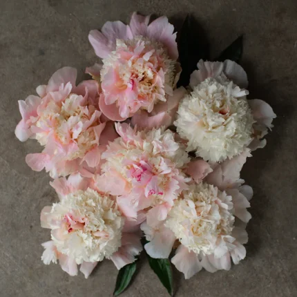 Bujor Petticoat Flounce