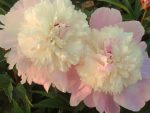Bujor Petticoat Flouce