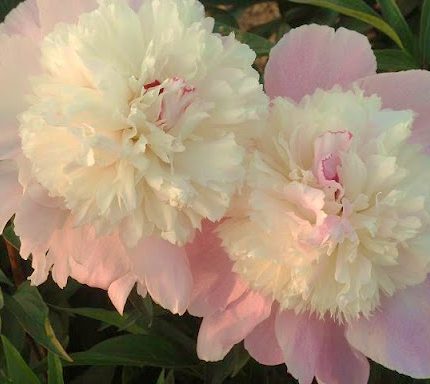 Bujor Petticoat Flouce