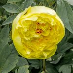 Bujor itoh Yellow Crown