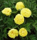 Bujor itoh Yellow Crown