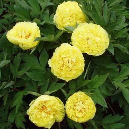 Bujor itoh Yellow Crown