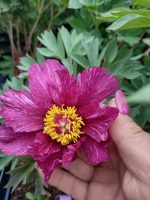 Bujor itoh Morning Lilac -livrarea din Octombrie-Noiembrie - imagine 2