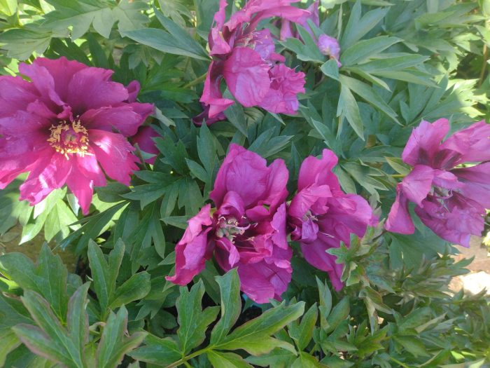 Bujor itoh Morning Lilac -livrarea din Octombrie-Noiembrie - imagine 6