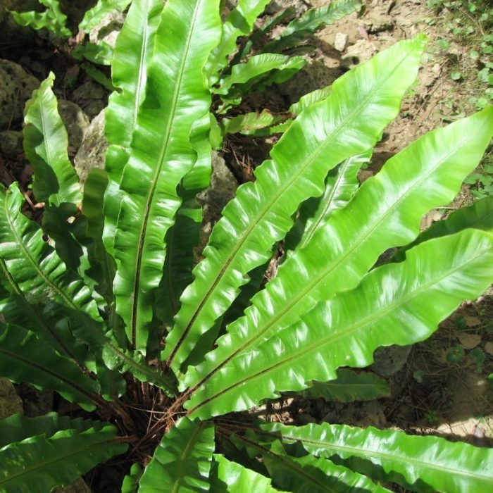 Phyllitis Scolopendrium (feriga) - imagine 3