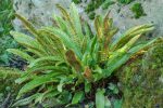 Phyllitis Scolopendrium (feriga)