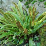 Phyllitis Scolopendrium (feriga)