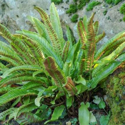 Phyllitis Scolopendrium (feriga)