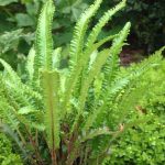 Phyllitis Scolopendrium (feriga) - imagine 2