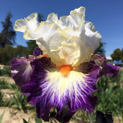 Iris Boulevard Jazz