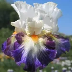 Iris Boulevard Jazz