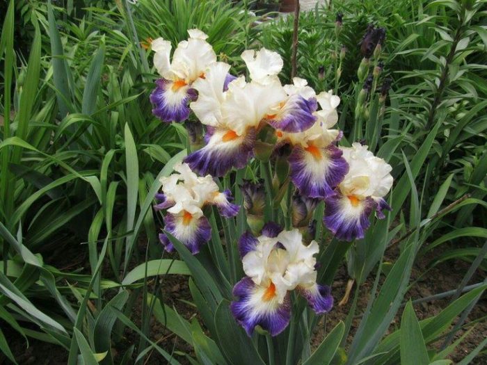 Iris Boulevard Jazz