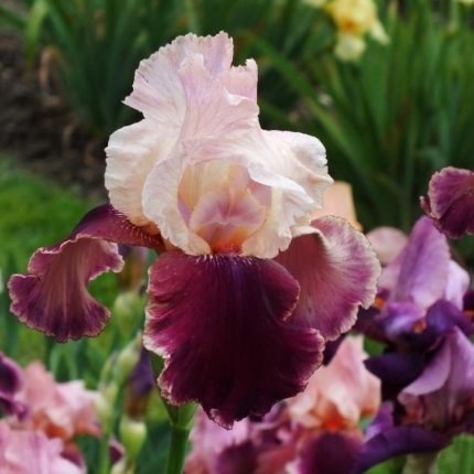 Iris Latin Lover