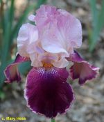 Iris Latin Lover
